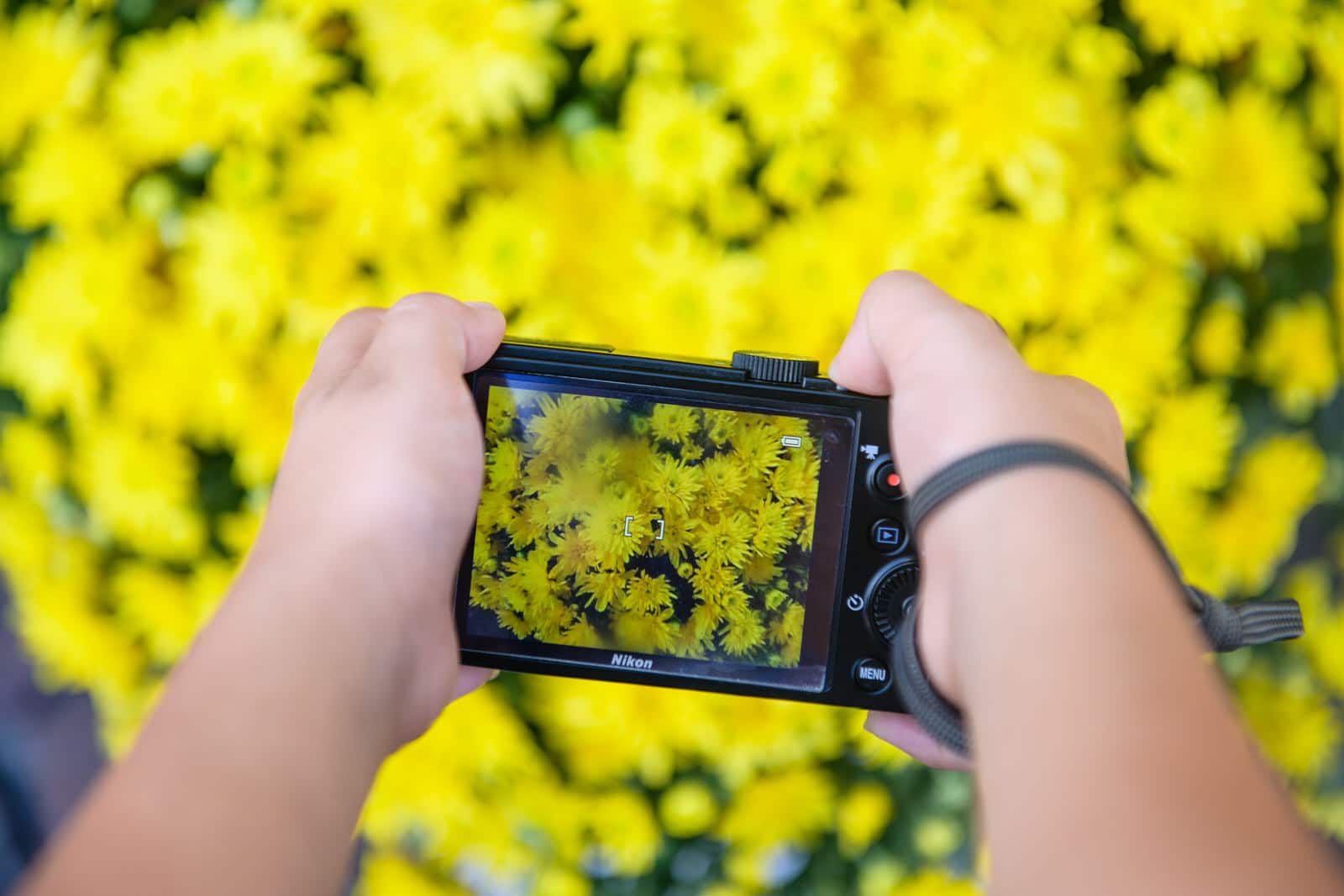 boy composes his picture of yellow flowers