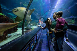 mom points out shark at seaward shark tank